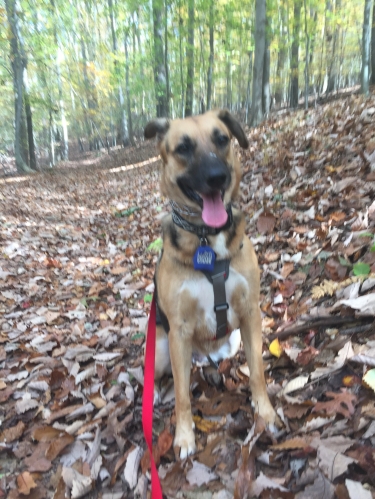 Ziva sits on a hike in the woods